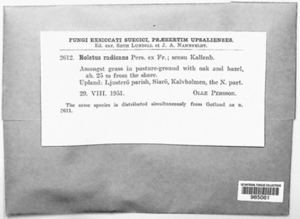 Caloboletus radicans image